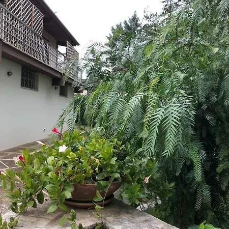 L'acero Rosso Quasani